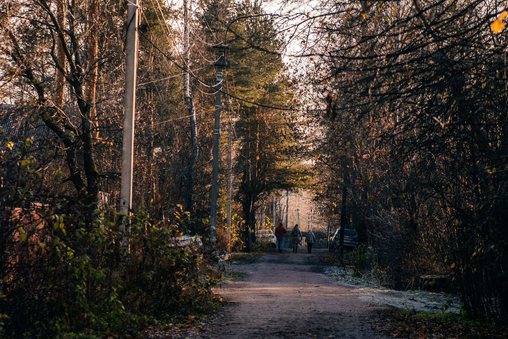 More about frosty autumn in Toksovo - My, The photo, Nature, Autumn, Frost, Toksovo, Swamp, Leningrad region, Longpost