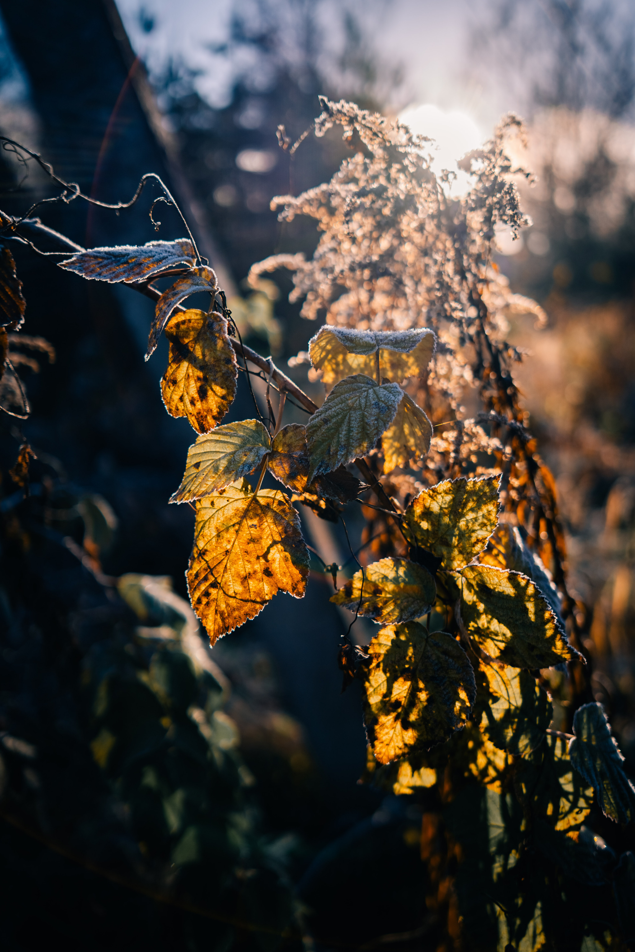 More about frosty autumn in Toksovo - My, The photo, Nature, Autumn, Frost, Toksovo, Swamp, Leningrad region, Longpost