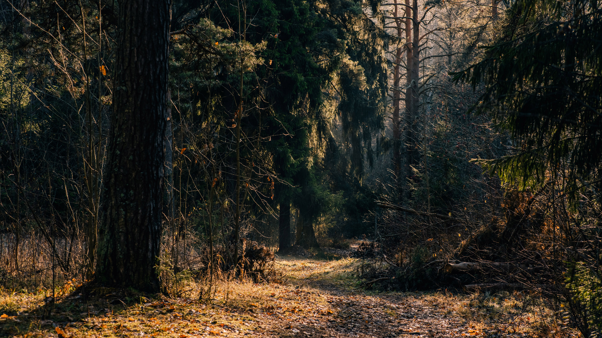 More about frosty autumn in Toksovo - My, The photo, Nature, Autumn, Frost, Toksovo, Swamp, Leningrad region, Longpost