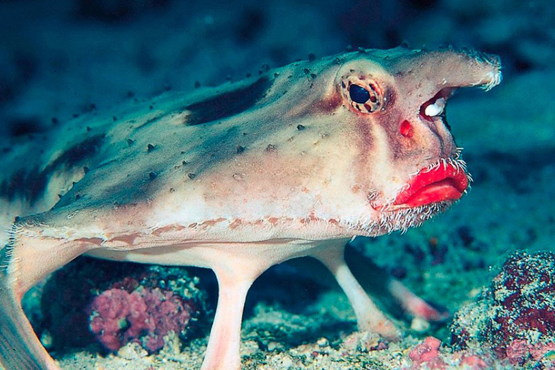 Fish that can kill with its eyes and other unusual fish. TOP-5 most unusual fish. Issue №1 - My, Animals, wildlife, A fish, Rare view, Longpost