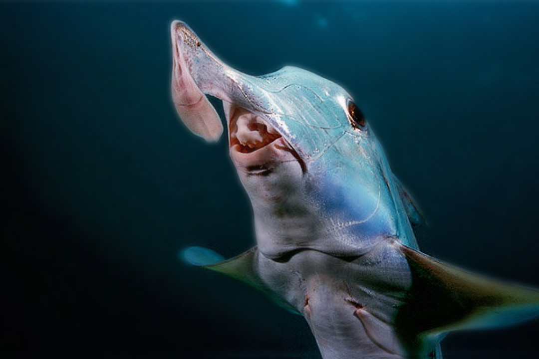 Fish that can kill with its eyes and other unusual fish. TOP-5 most unusual fish. Issue №1 - My, Animals, wildlife, A fish, Rare view, Longpost