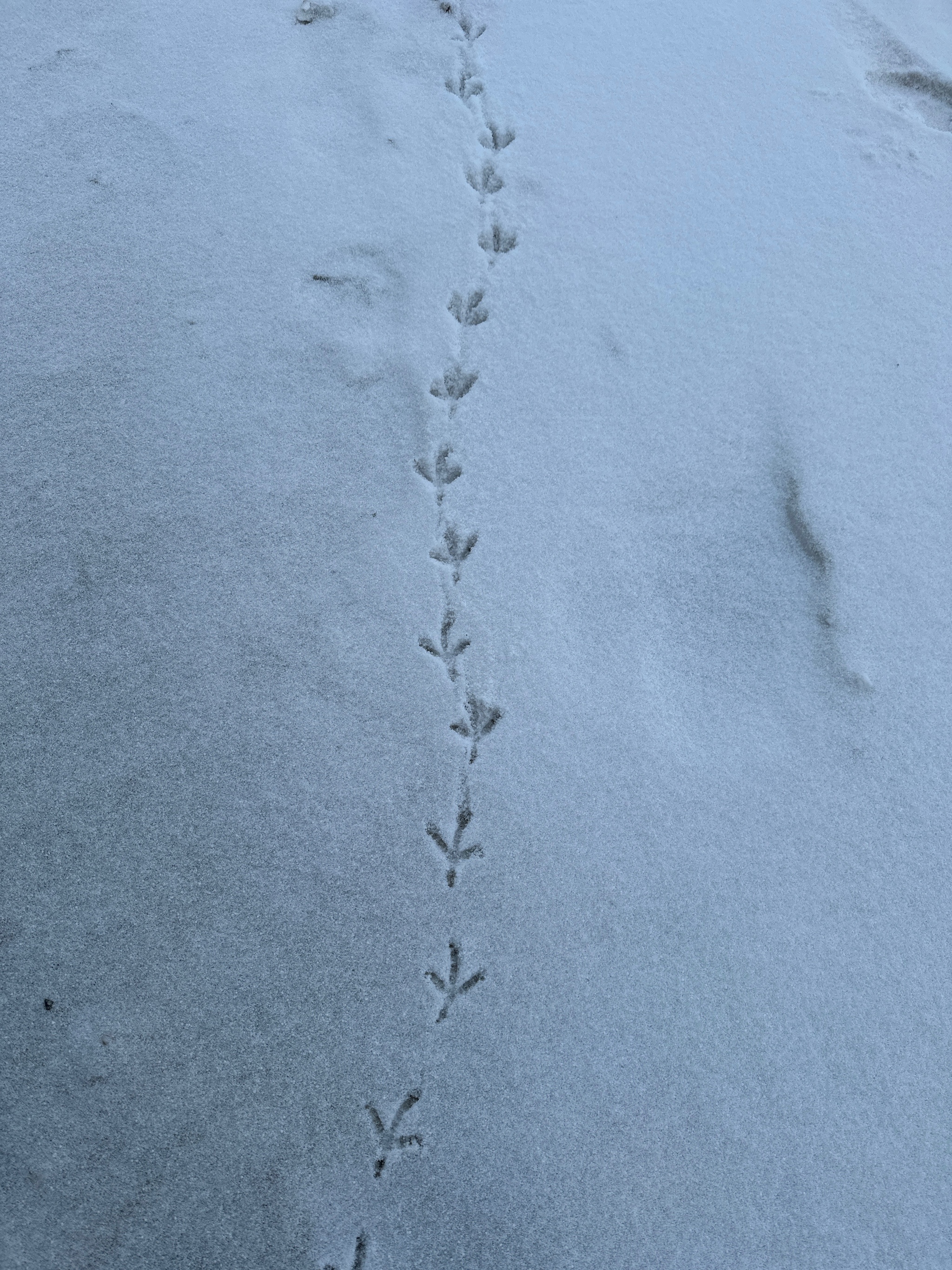 Winter - My, Winter, Track, Mobile photography