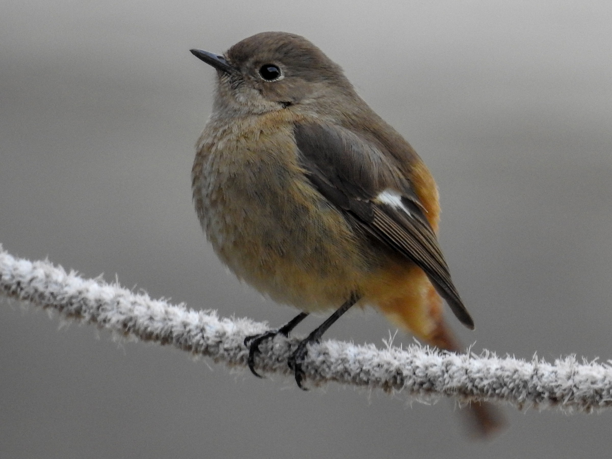 Siberian Redstart - Redstart, Passeriformes, wildlife, Primorsky Krai, Birds, The photo, Informative, Telegram (link), Longpost, Ussuri Reserve