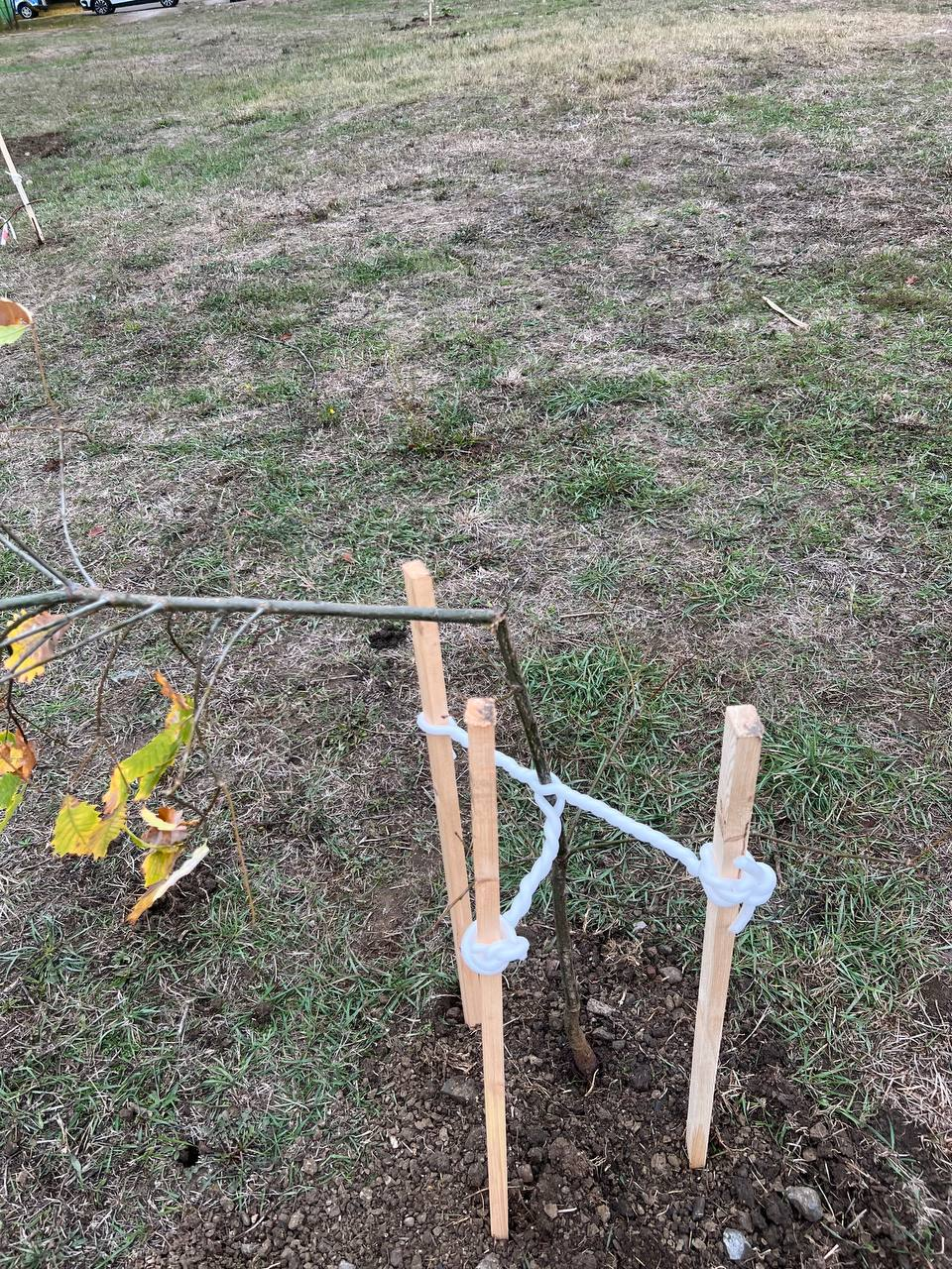 A clearing with trees was destroyed - My, Krasnodar, Let's save the trees, Vandalism, Tree, Green Zone, The park, Temple construction, Longpost, Negative