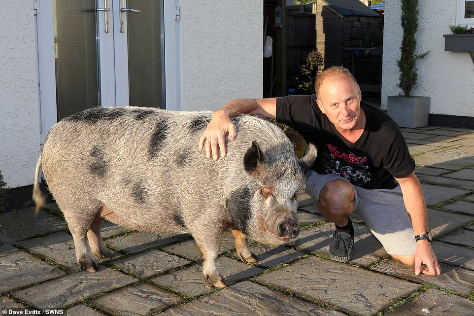 There are no small domestic pigs! It's a scam. And the owner will get 50 kg of madness in his house - Pig, Animals, Negative, Yandex Zen, Yandex Zen (link), Longpost