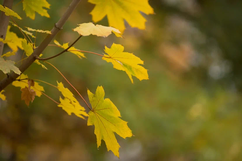 Прогулка по райончику - Моё, Краснодар, Фотограф, Фотография, Уличная фотография, Длиннопост