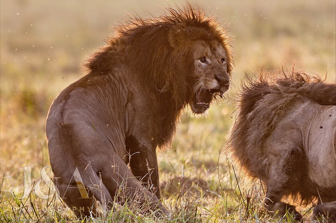 Warning - a lion, Big cats, Cat family, Predatory animals, Wild animals, wildlife, Reserves and sanctuaries, Masai Mara, Africa, The photo