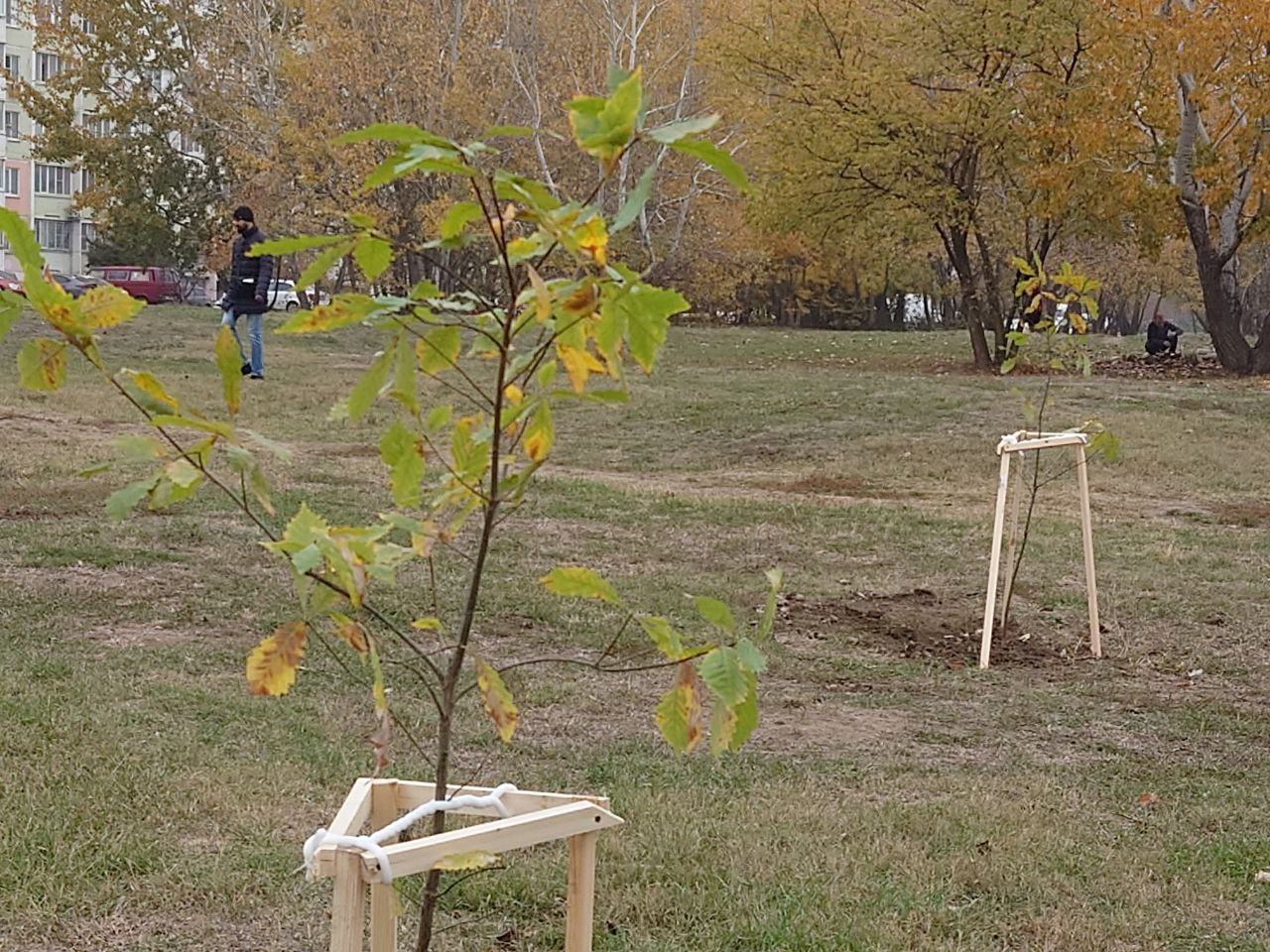 A clearing with trees was destroyed - My, Krasnodar, Let's save the trees, Vandalism, Tree, Green Zone, The park, Temple construction, Longpost, Negative