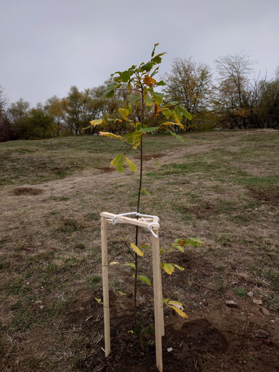 A clearing with trees was destroyed - My, Krasnodar, Let's save the trees, Vandalism, Tree, Green Zone, The park, Temple construction, Longpost, Negative