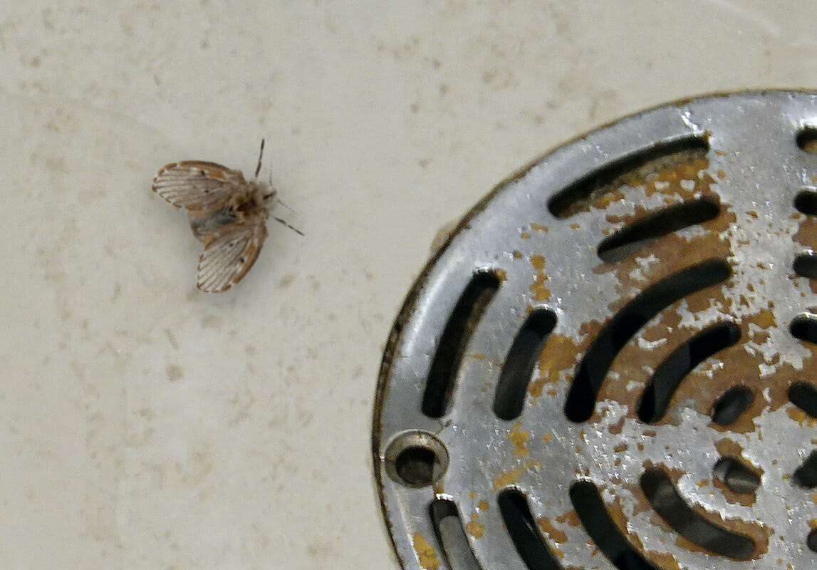 Butterfly: If you find this insect in your home, then a catastrophe is coming in your sewer. And here's why - Муха, Sewerage, Insects, Animals, Wild animals, Yandex Zen, Yandex Zen (link), Longpost