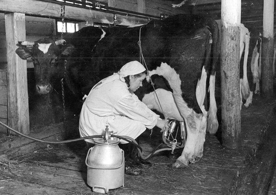 Milkmaids. It was hard work back then. - Milkmaid, Cow, the USSR, Work, Milk, Made in USSR, Childhood in the USSR, Profession, Childhood memories, 50th, 60th, 70th, 80-е, Retro, Telegram (link), Longpost