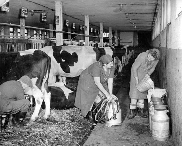 Milkmaids. It was hard work back then. - Milkmaid, Cow, the USSR, Work, Milk, Made in USSR, Childhood in the USSR, Profession, Childhood memories, 50th, 60th, 70th, 80-е, Retro, Telegram (link), Longpost