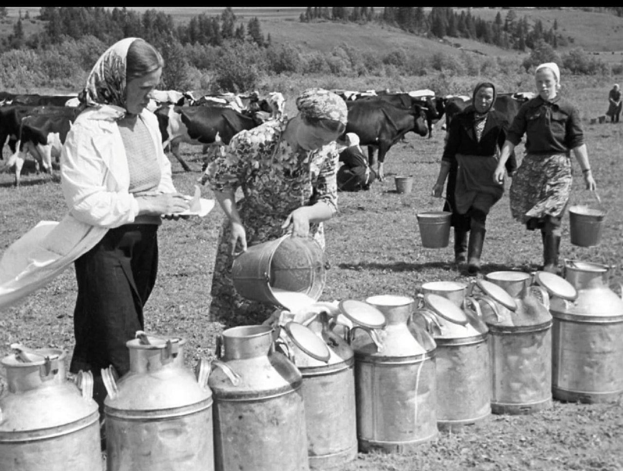 Milkmaids. It was hard work back then. - Milkmaid, Cow, the USSR, Work, Milk, Made in USSR, Childhood in the USSR, Profession, Childhood memories, 50th, 60th, 70th, 80-е, Retro, Telegram (link), Longpost