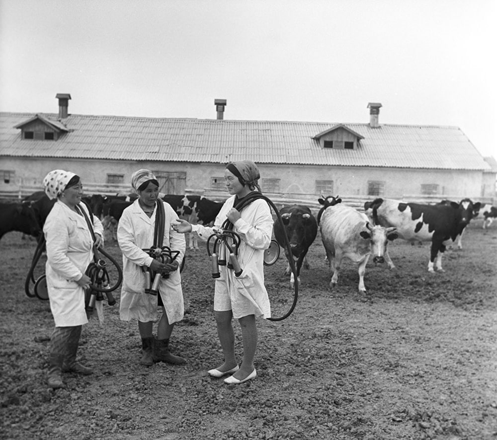 Milkmaids. It was hard work back then. - Milkmaid, Cow, the USSR, Work, Milk, Made in USSR, Childhood in the USSR, Profession, Childhood memories, 50th, 60th, 70th, 80-е, Retro, Telegram (link), Longpost