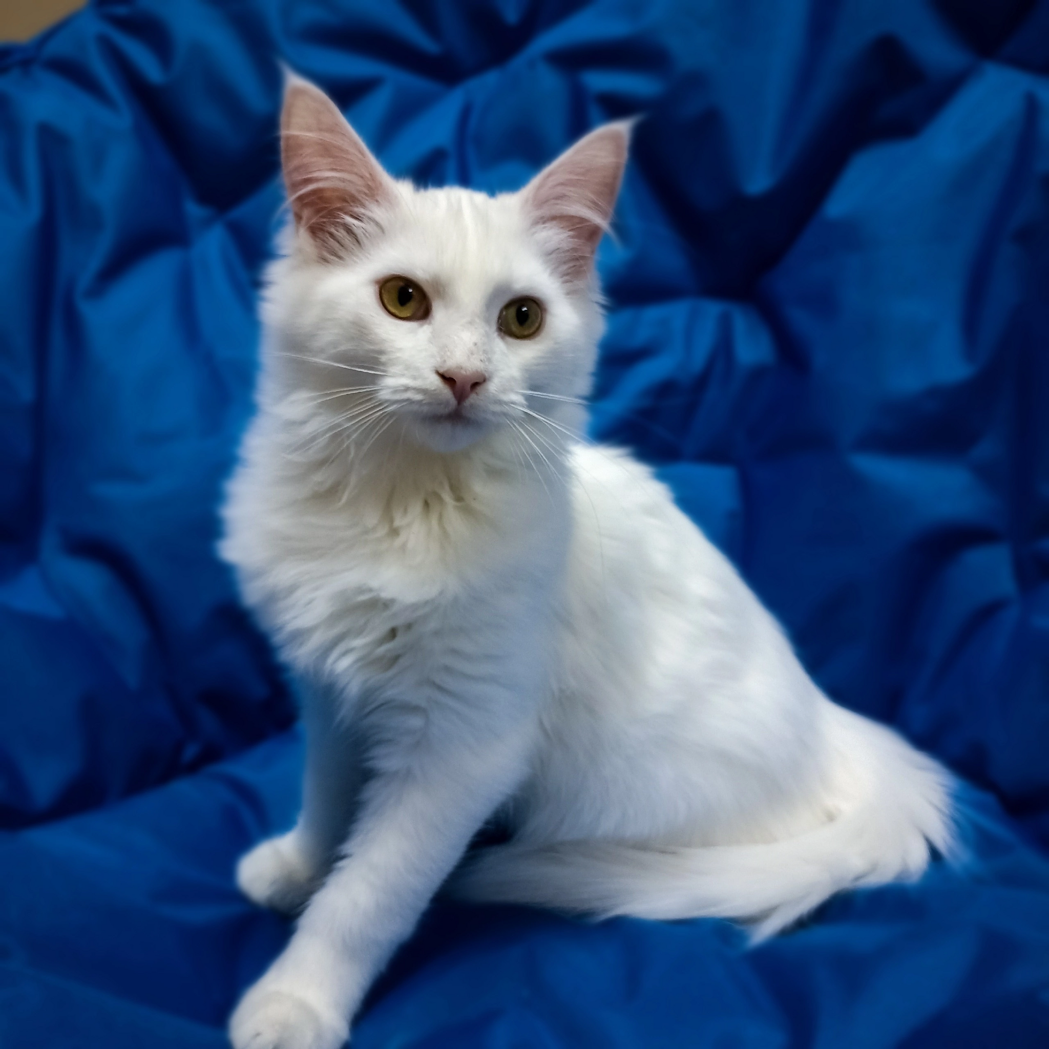 Patrick is looking for a home - Kittens, Tula, Moscow, In good hands, Text, Longpost, cat