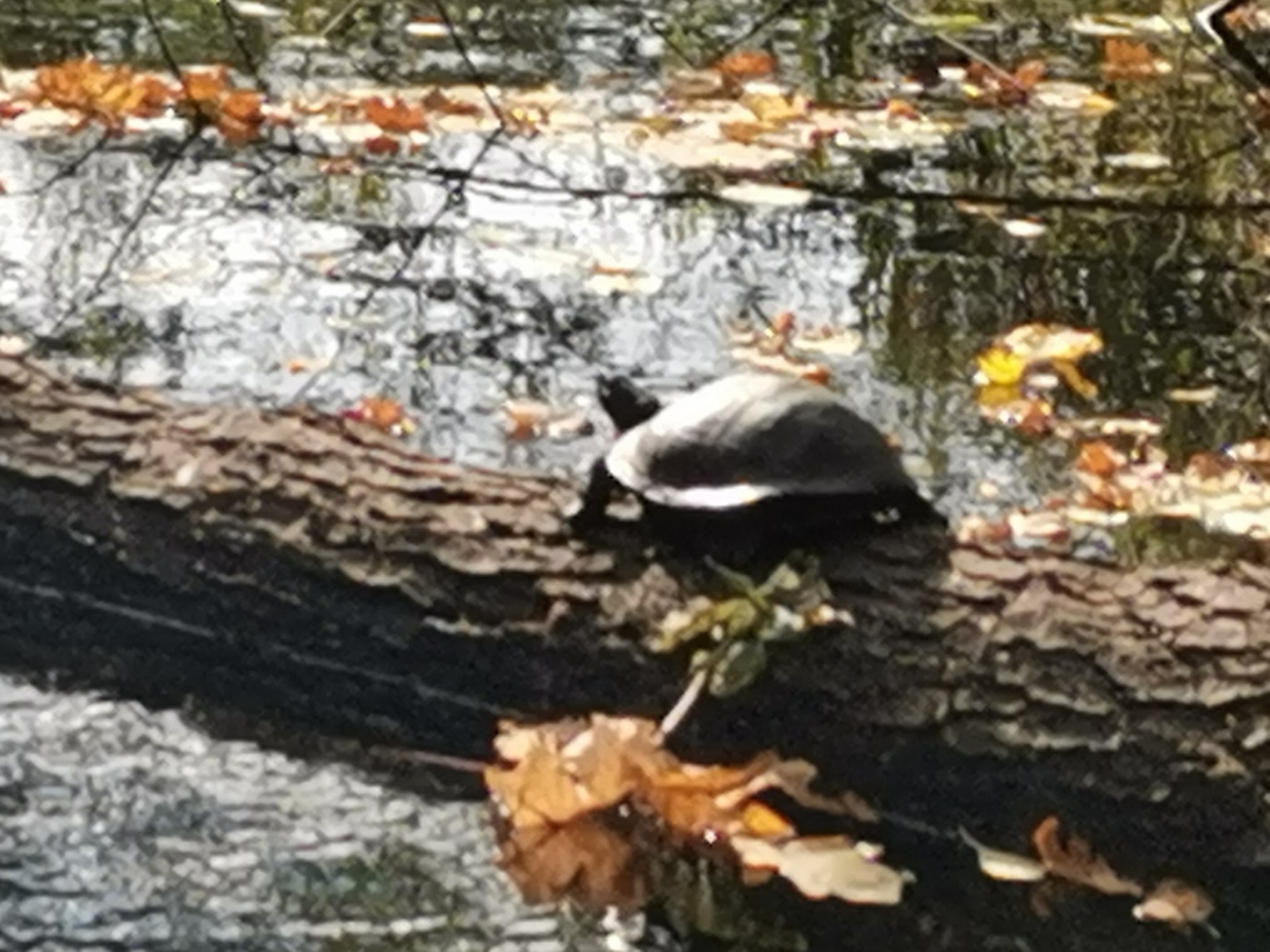 Wonders of nature - My, Nature, Saratov, Turtle, The photo