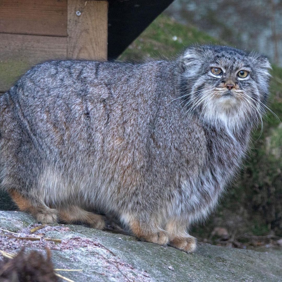 Sad news from Nordens Ark - Pallas' cat, Small cats, Death, Obituary, Longpost, Predatory animals, Wild animals, Zoo, Cat family