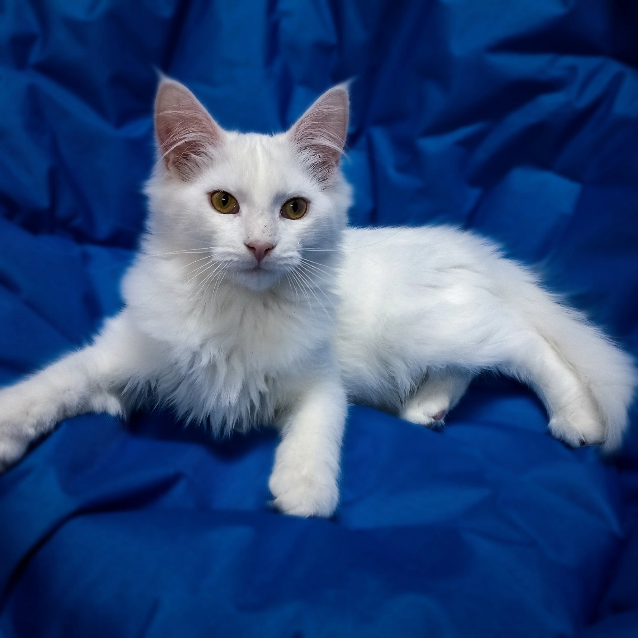 Patrick is looking for a home - Kittens, Tula, Moscow, In good hands, Text, Longpost, cat