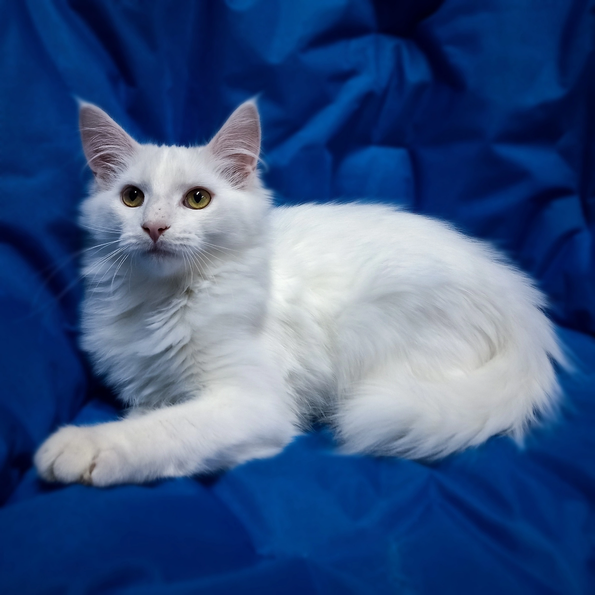 Patrick is looking for a home - Kittens, Tula, Moscow, In good hands, Text, Longpost, cat