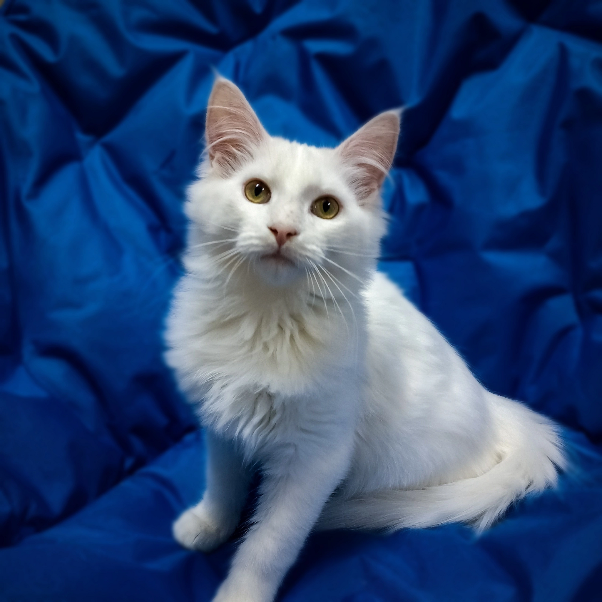 Patrick is looking for a home - Kittens, Tula, Moscow, In good hands, Text, Longpost, cat