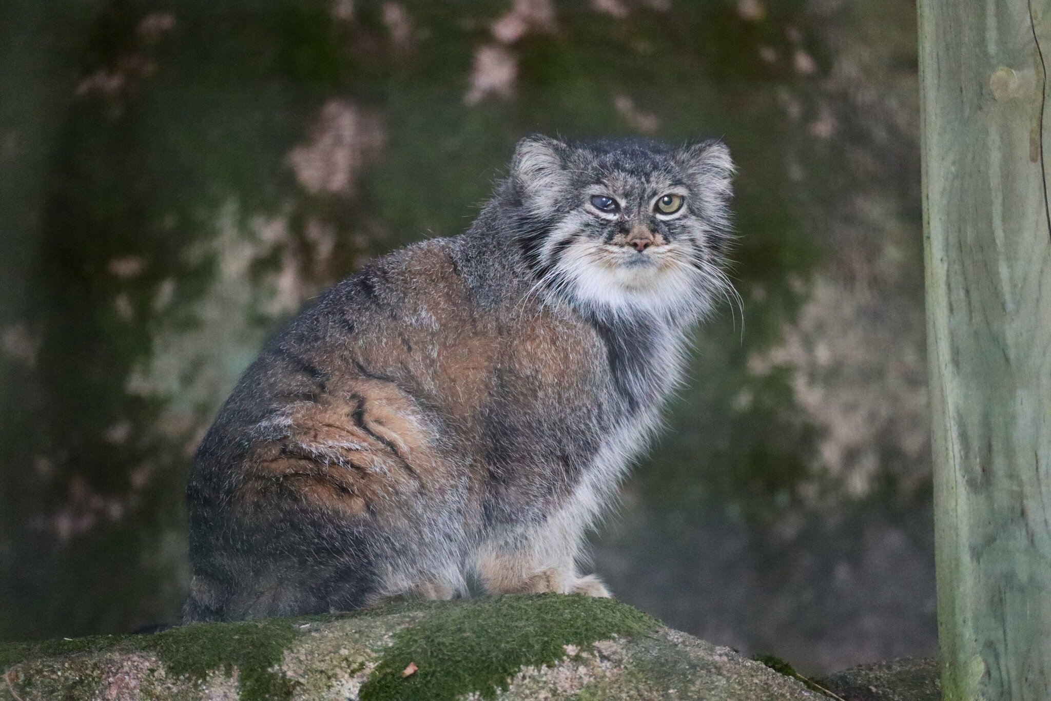 Sad news from Nordens Ark - Pallas' cat, Small cats, Death, Obituary, Longpost, Predatory animals, Wild animals, Zoo, Cat family