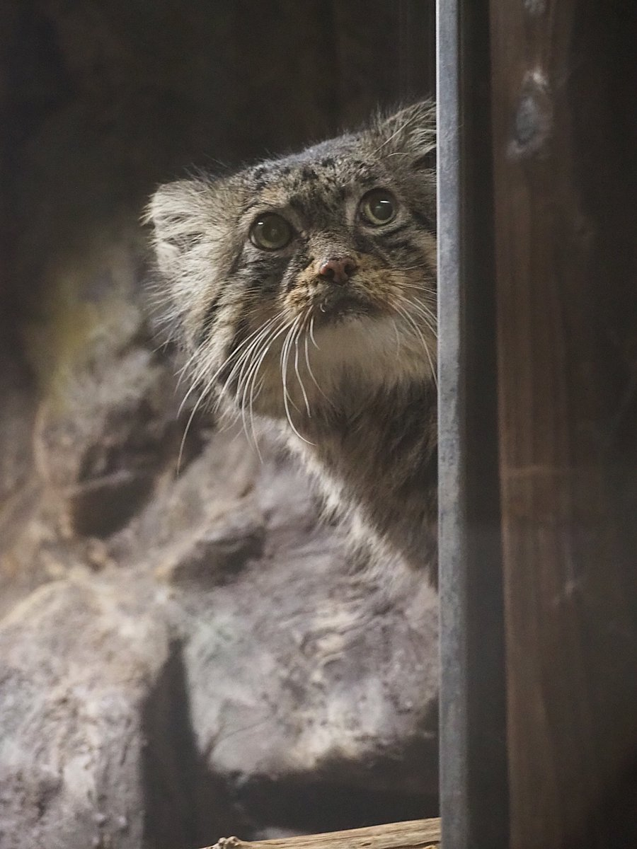 Excuse me, are you here for more? - Wild animals, Zoo, Predatory animals, Cat family, Pallas' cat, Small cats