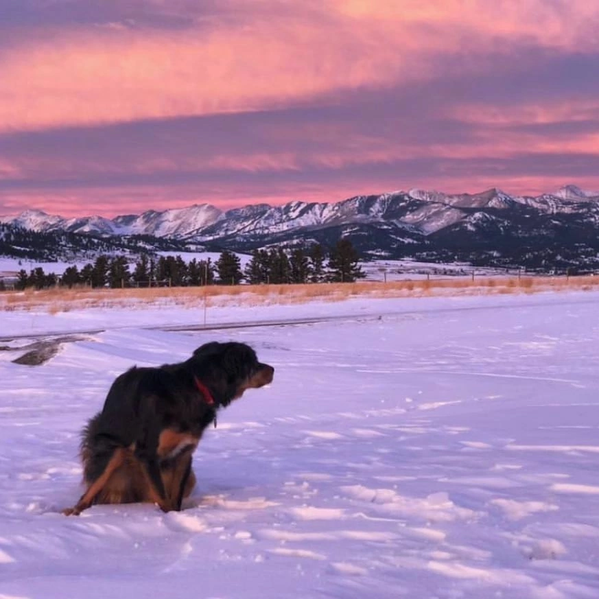 A bit of nature - Nature, Dog, Duck, dawn, Sunset, beauty, Feces, Longpost