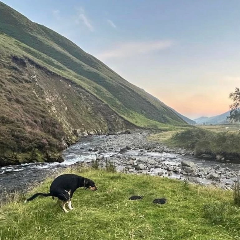 A bit of nature - Nature, Dog, Duck, dawn, Sunset, beauty, Feces, Longpost