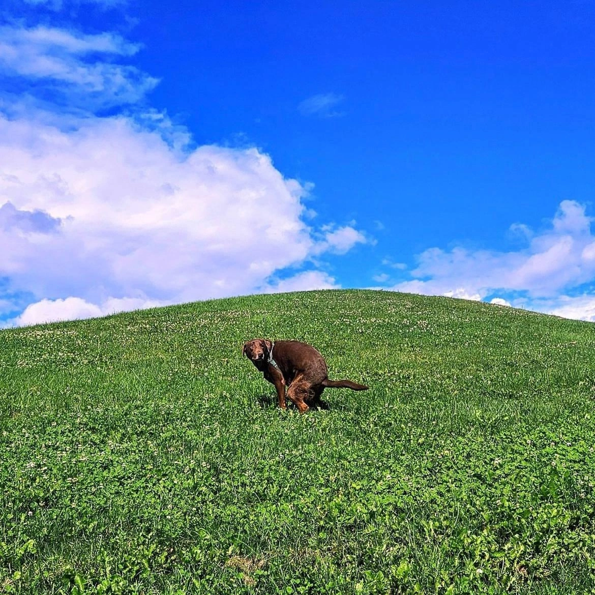 A bit of nature - Nature, Dog, Duck, dawn, Sunset, beauty, Feces, Longpost