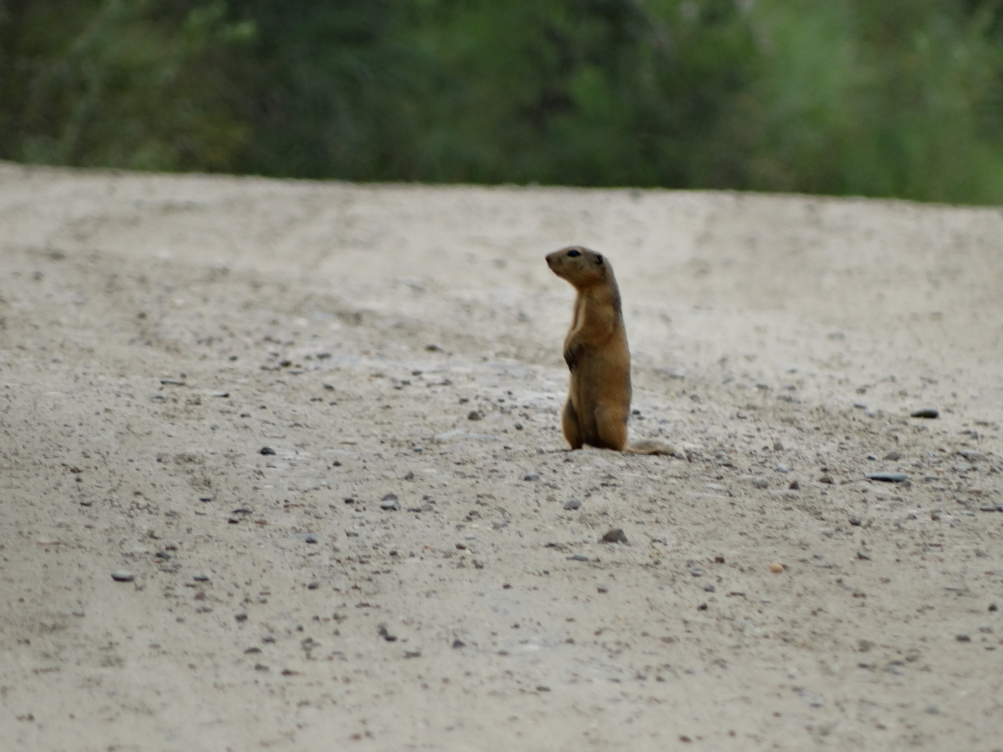 Gopher. A wonderful little animal. - Gopher, Nature, Biology, Дальний Восток, Russia, View, Area, Flora, Animals, The photo, Longpost