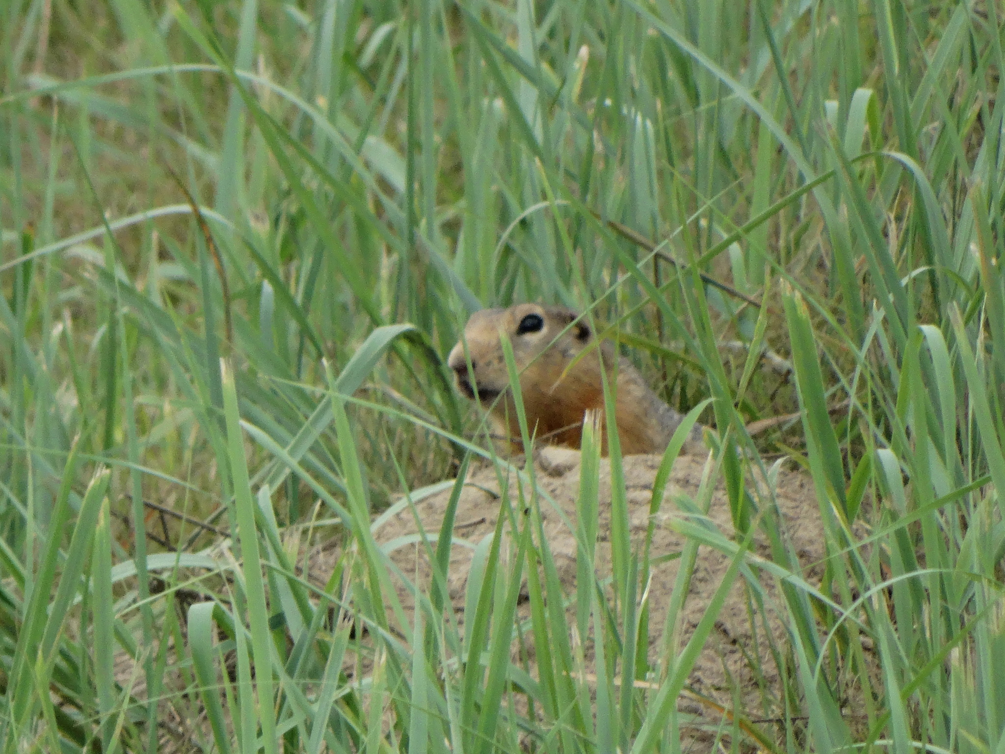 Gopher. A wonderful little animal. - Gopher, Nature, Biology, Дальний Восток, Russia, View, Area, Flora, Animals, The photo, Longpost