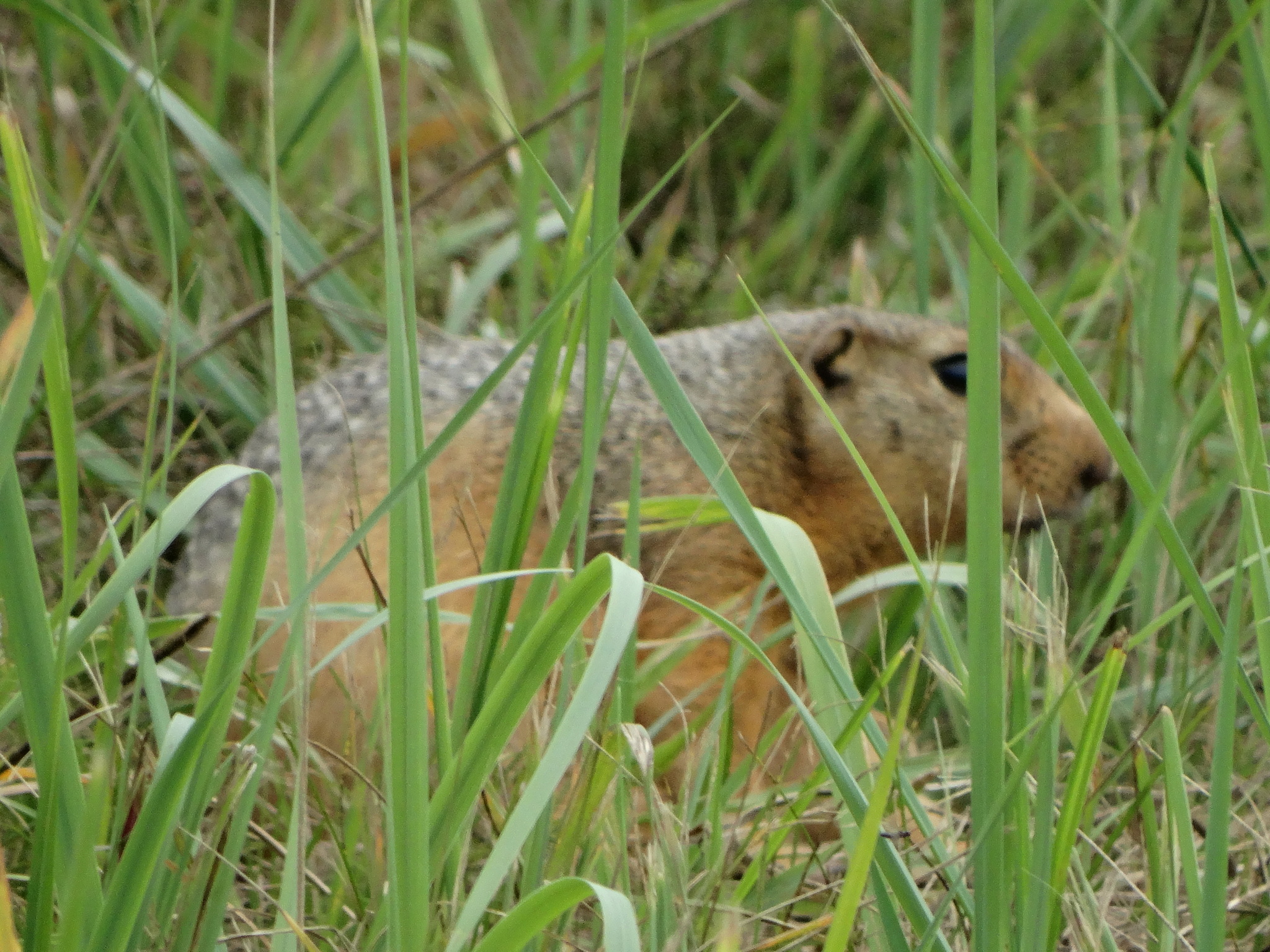 Gopher. A wonderful little animal. - Gopher, Nature, Biology, Дальний Восток, Russia, View, Area, Flora, Animals, The photo, Longpost