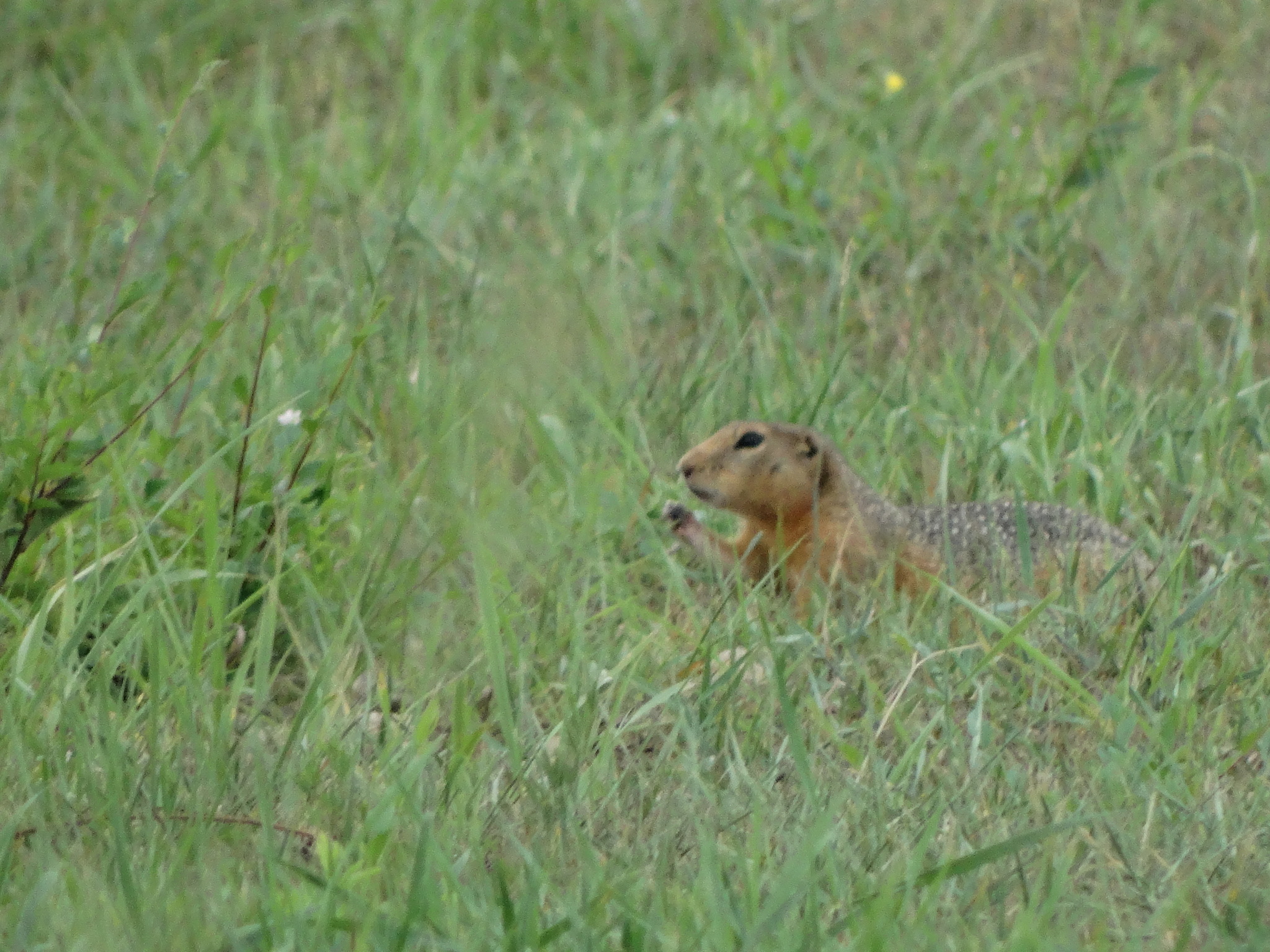 Gopher. A wonderful little animal. - Gopher, Nature, Biology, Дальний Восток, Russia, View, Area, Flora, Animals, The photo, Longpost