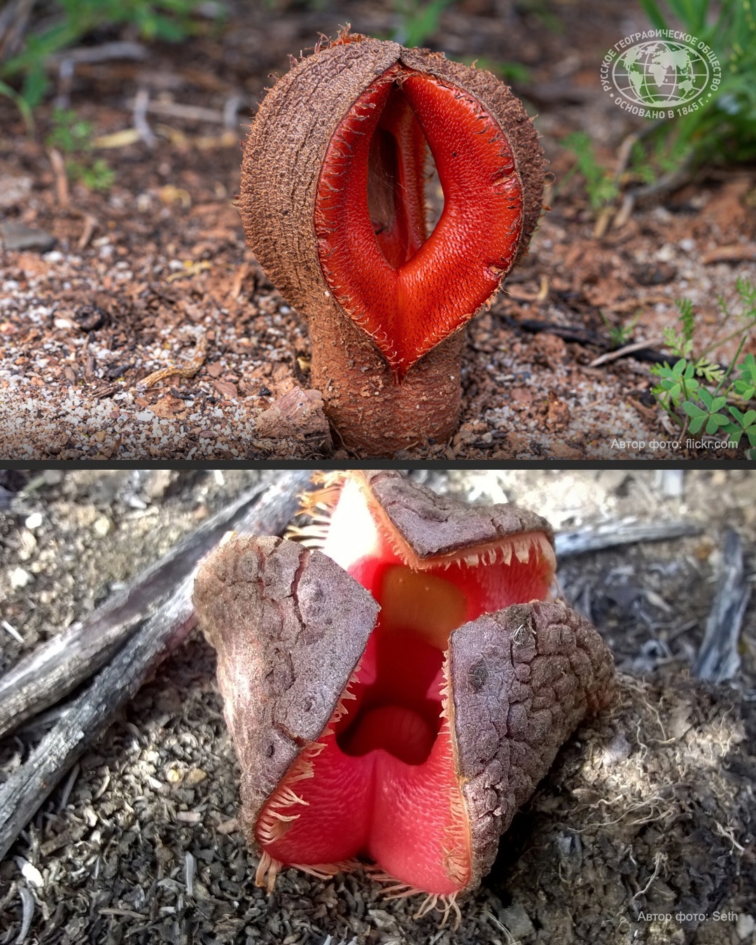 An African potato that steals insects and smells disgusting. This is Hydnora africana - My, Biology, Flowers, Insects, Humor, Longpost