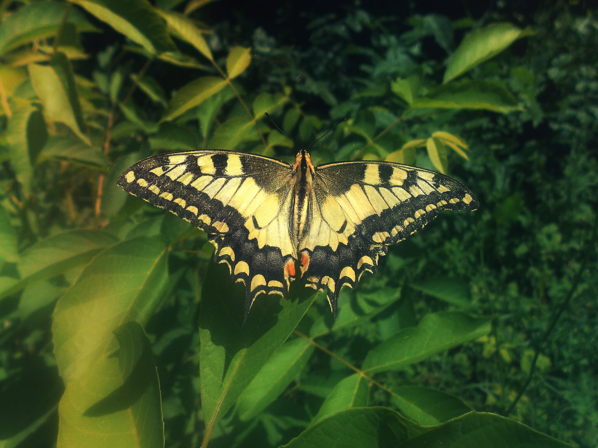 Butterflies - My, Milota, Images, Butterfly, The photo, Nature, Beginning photographer, Longpost