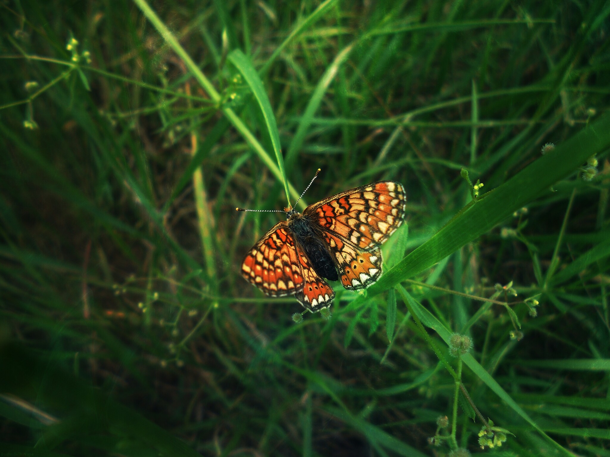 Butterflies - My, Milota, Images, Butterfly, The photo, Nature, Beginning photographer, Longpost