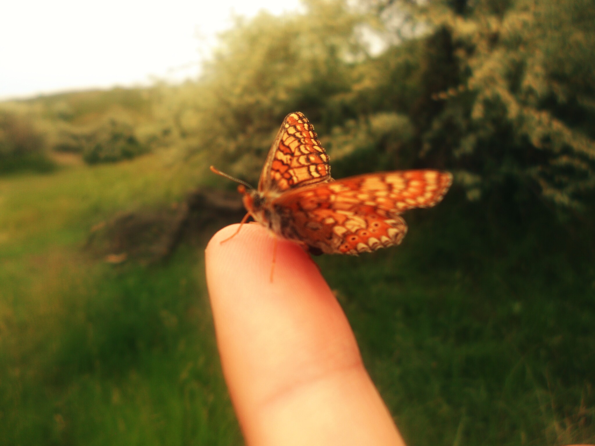 Butterflies - My, Milota, Images, Butterfly, The photo, Nature, Beginning photographer, Longpost