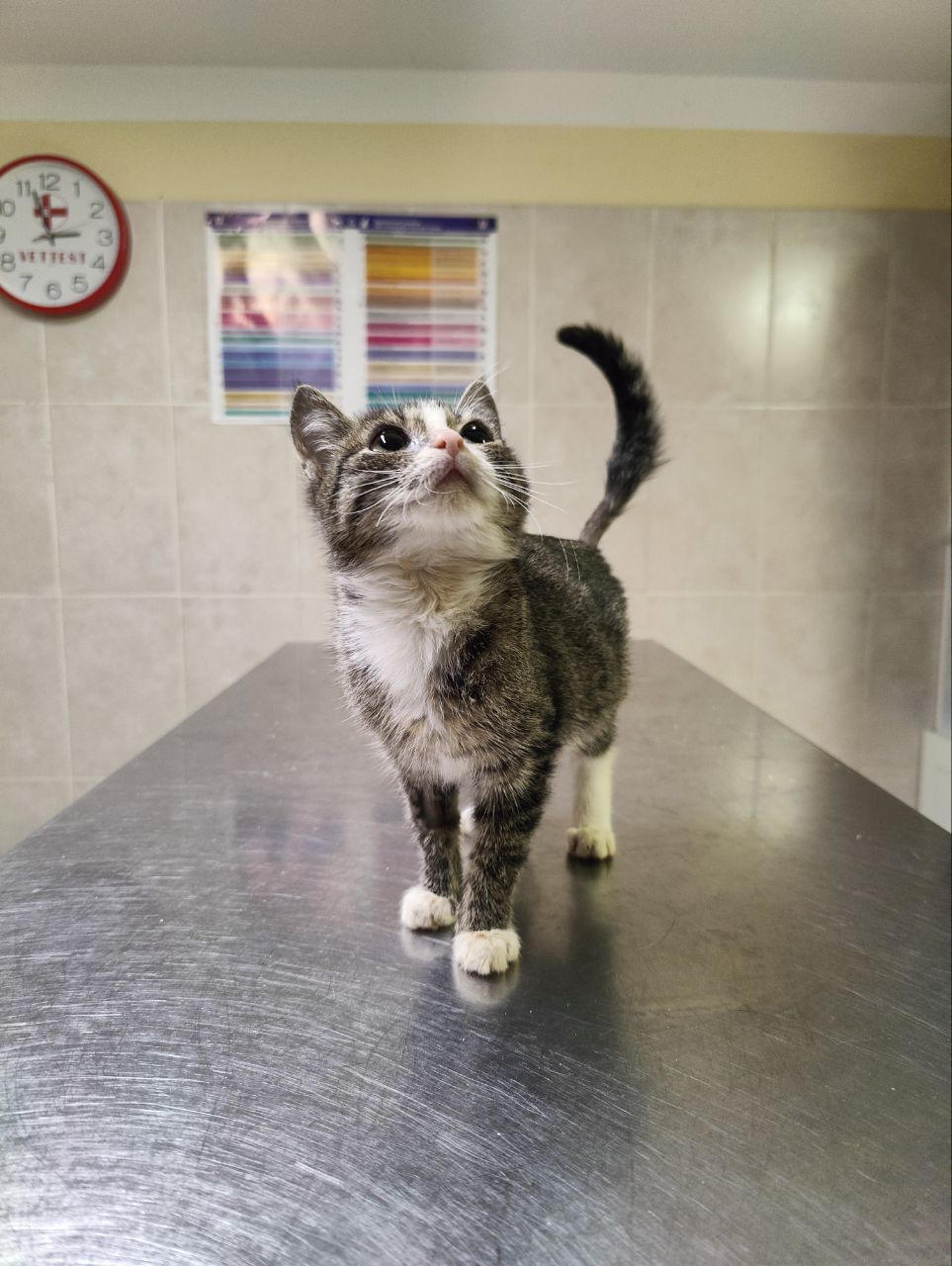 We have a new one. She was found in a ditch with a prolapsed intestine. She has already been operated on. - My, Animal Rescue, Tosno, cat, Video, Vertical video, Longpost