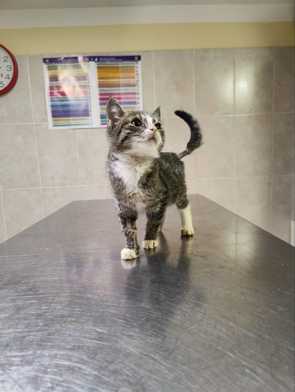 We have a new one. She was found in a ditch with a prolapsed intestine. She has already been operated on. - My, Animal Rescue, Tosno, cat, Video, Vertical video, Longpost