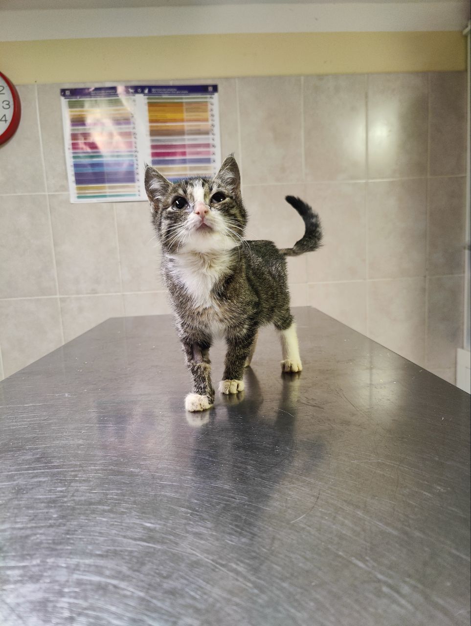 We have a new one. She was found in a ditch with a prolapsed intestine. She has already been operated on. - My, Animal Rescue, Tosno, cat, Video, Vertical video, Longpost