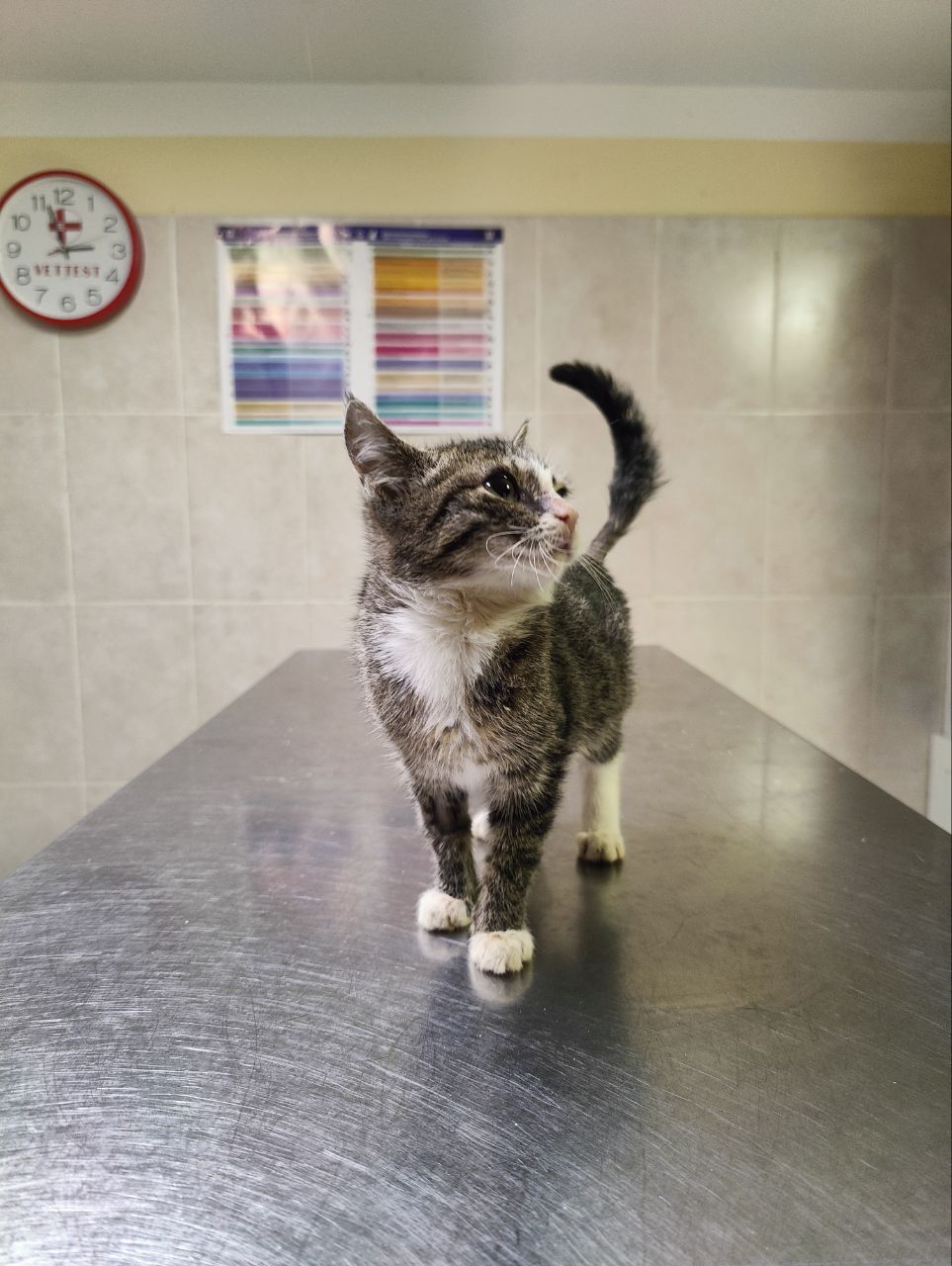 We have a new one. She was found in a ditch with a prolapsed intestine. She has already been operated on. - My, Animal Rescue, Tosno, cat, Video, Vertical video, Longpost