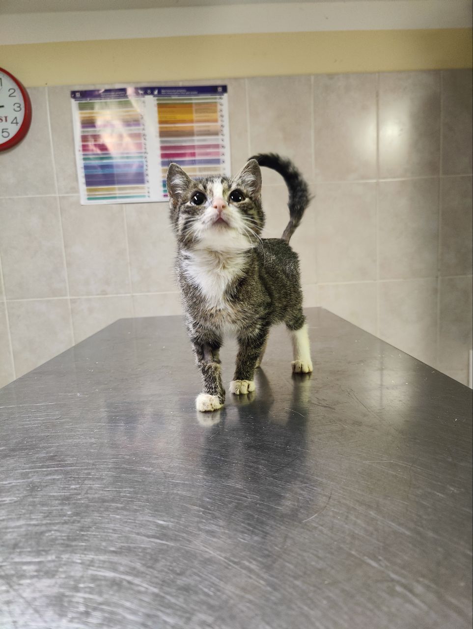 We have a new one. She was found in a ditch with a prolapsed intestine. She has already been operated on. - My, Animal Rescue, Tosno, cat, Video, Vertical video, Longpost