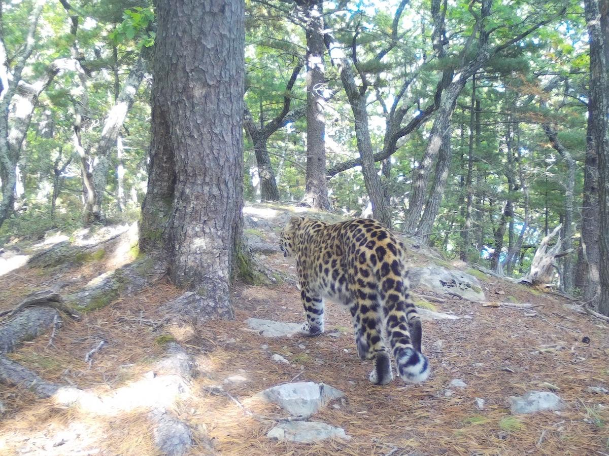 A leopard was spotted in the Olginsky district of Primorsky Krai - Far Eastern leopard, For the first time, Primorsky Krai, Leopard, Big cats, Cat family, Predatory animals, wildlife, Wild animals, The photo, Telegram (link)