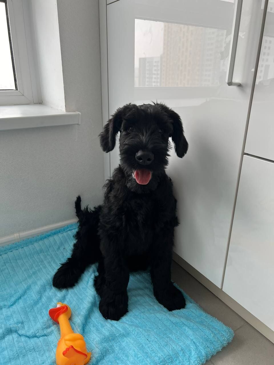 Continuation of the post How to get into an unpleasant situation when buying a puppy: my story with a kennel - Puppies, Parvovirus enteritis, Breeders, Nursery, Giant schnauzer, Disease, Veterinary, Longpost, Reply to post