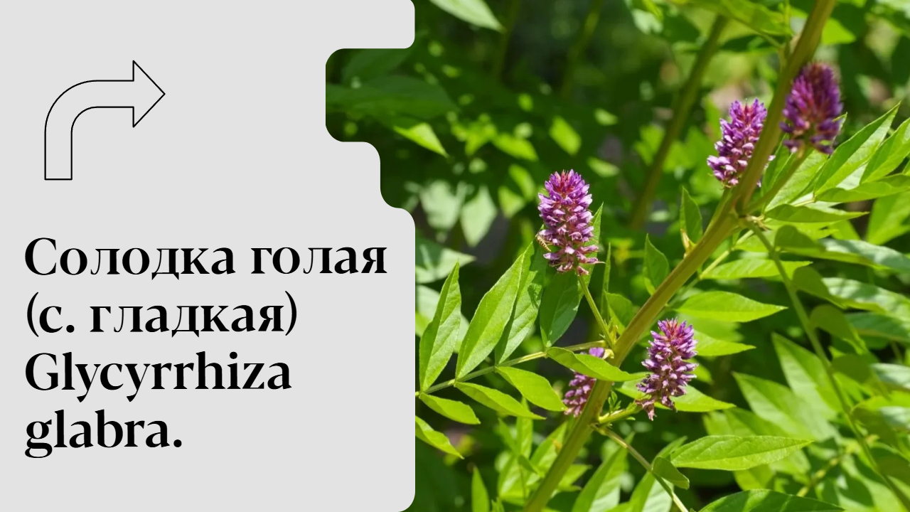 Naked licorice (smooth licorice) Glycyrrhiza glabra - My, Medications, Biology, Health, Treatment, Grass, Plants, Education, Youtube, Cancer and oncology, Longpost