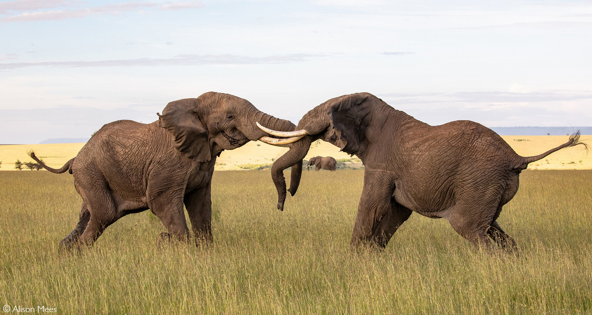 Must: A dangerous time when elephants go mad with rage and destroy everything they see in search of a female - Elephants, Africa, Animals, Wild animals, Yandex Zen, GIF, Yandex Zen (link), Longpost