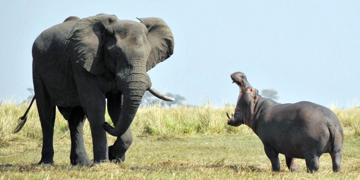 Must: A dangerous time when elephants go mad with rage and destroy everything they see in search of a female - Elephants, Africa, Animals, Wild animals, Yandex Zen, GIF, Yandex Zen (link), Longpost