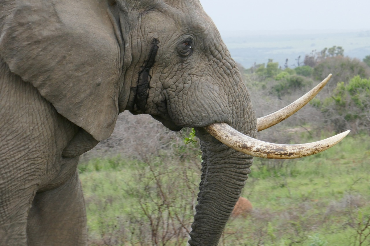 Must: A dangerous time when elephants go mad with rage and destroy everything they see in search of a female - Elephants, Africa, Animals, Wild animals, Yandex Zen, GIF, Yandex Zen (link), Longpost