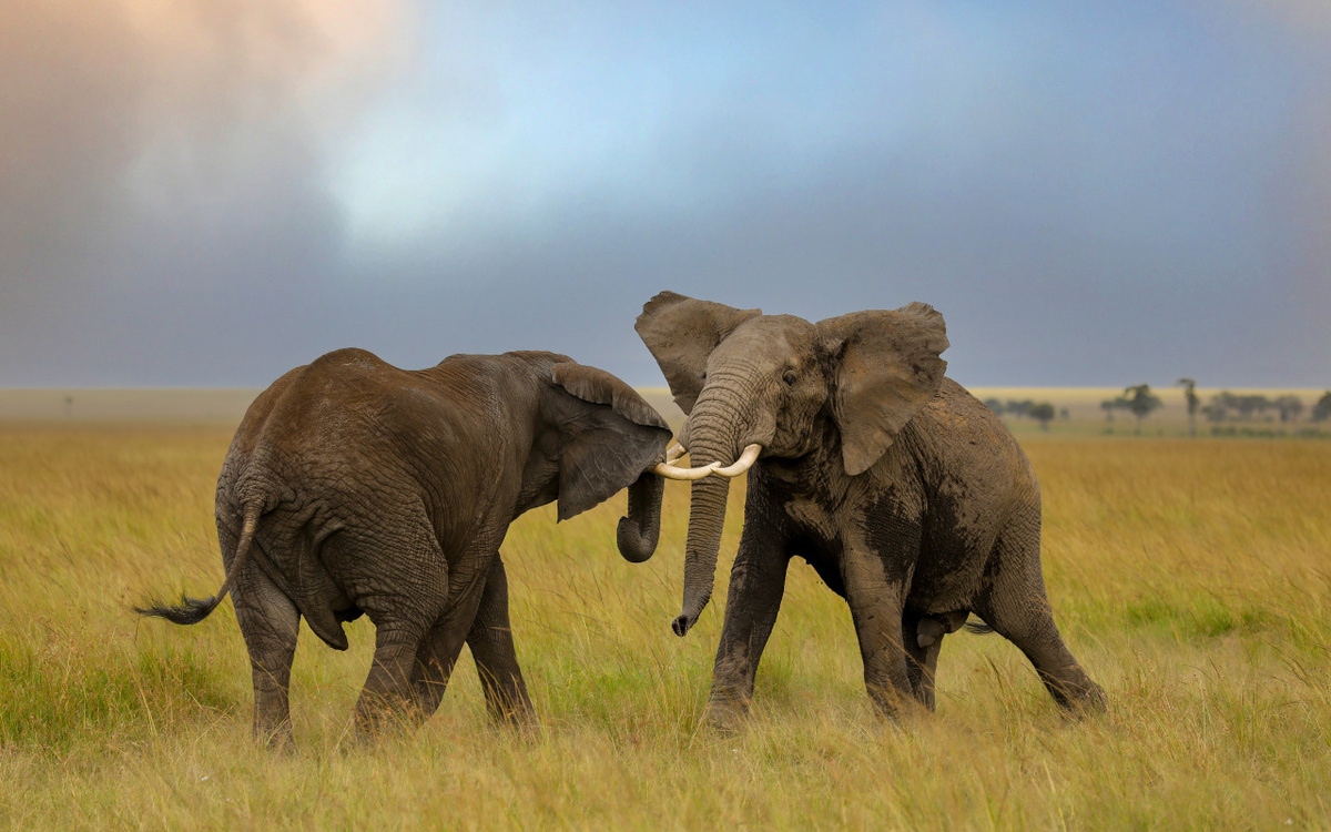 Must: A dangerous time when elephants go mad with rage and destroy everything they see in search of a female - Elephants, Africa, Animals, Wild animals, Yandex Zen, GIF, Yandex Zen (link), Longpost