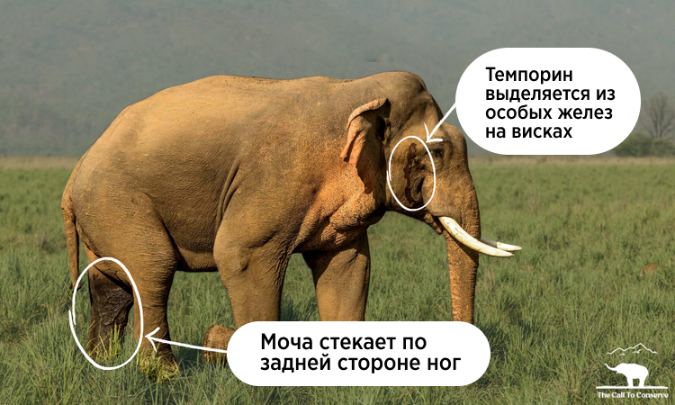 Must: A dangerous time when elephants go mad with rage and destroy everything they see in search of a female - Elephants, Africa, Animals, Wild animals, Yandex Zen, GIF, Yandex Zen (link), Longpost